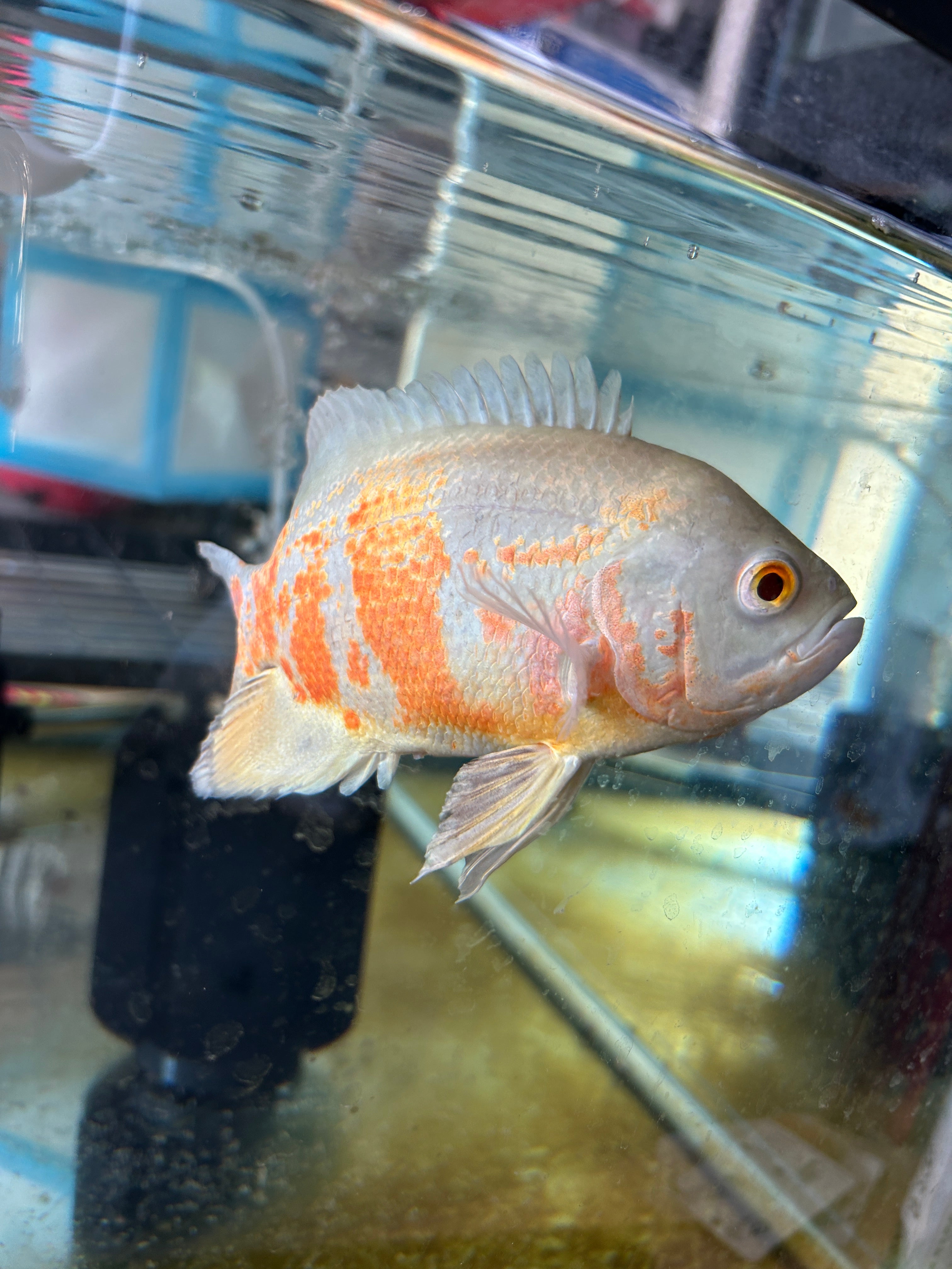 Albino Oscar 5-6 Inch