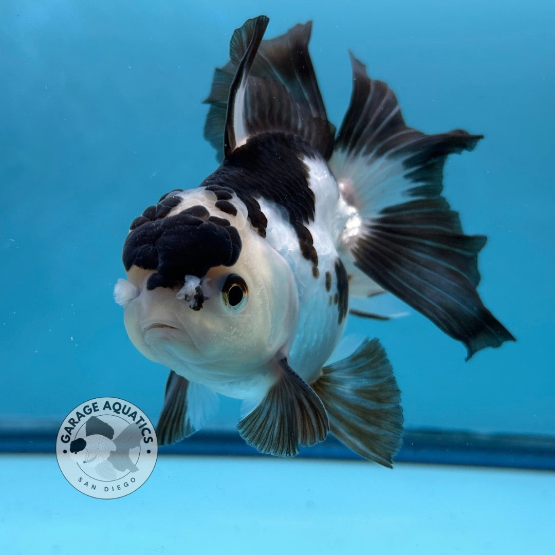 Grade AAA Thai Oranda Panda Rose Tail Strong Body Structure 3.5” Body Male 8 Months (JC-007)