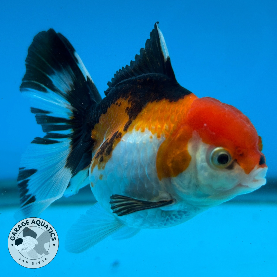 Thai Oranda Tri-Color Red Cap Orchid Tail Tail Male 3” Body 7 Months (JC-041)