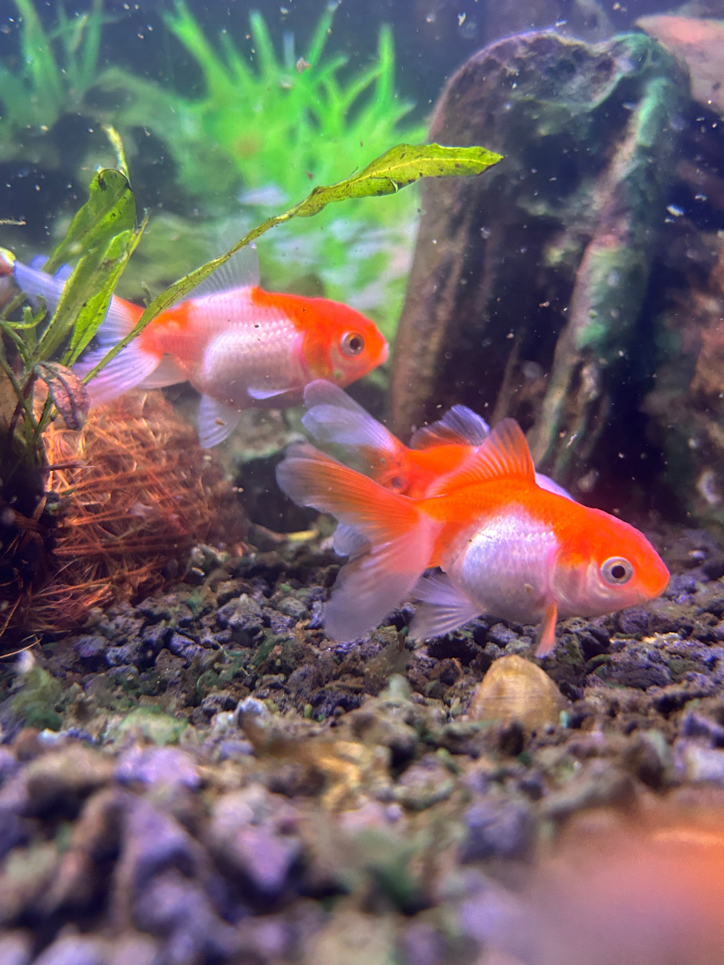 Thai Oranda Assorted Color 2.5" Body (Our Choice)