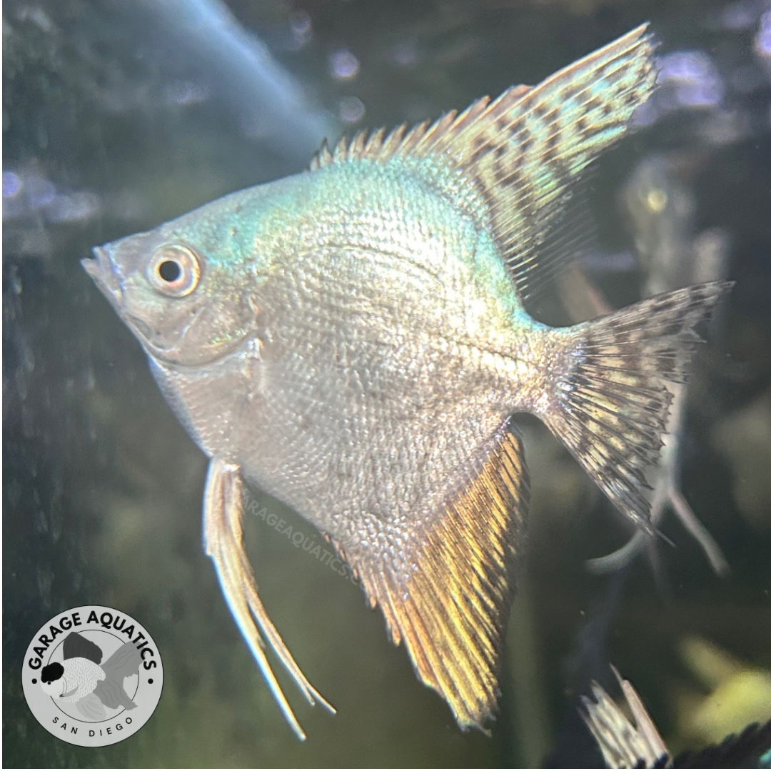 Live Fancy Fish – Pinoy Blue Leopard Angel Fish, Rare Line-Bred Pterophyllum Scalare – Direct From Farm