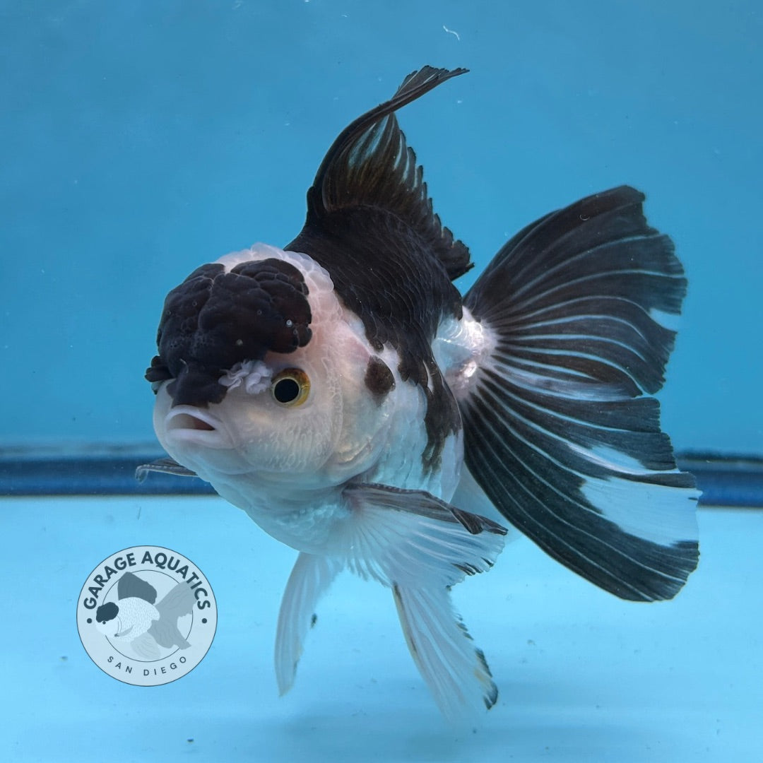 Grade AAA Thai Oranda Panda Rose Tail Strong Body Structure  3.5” Body Male 8 Months (JC-008)