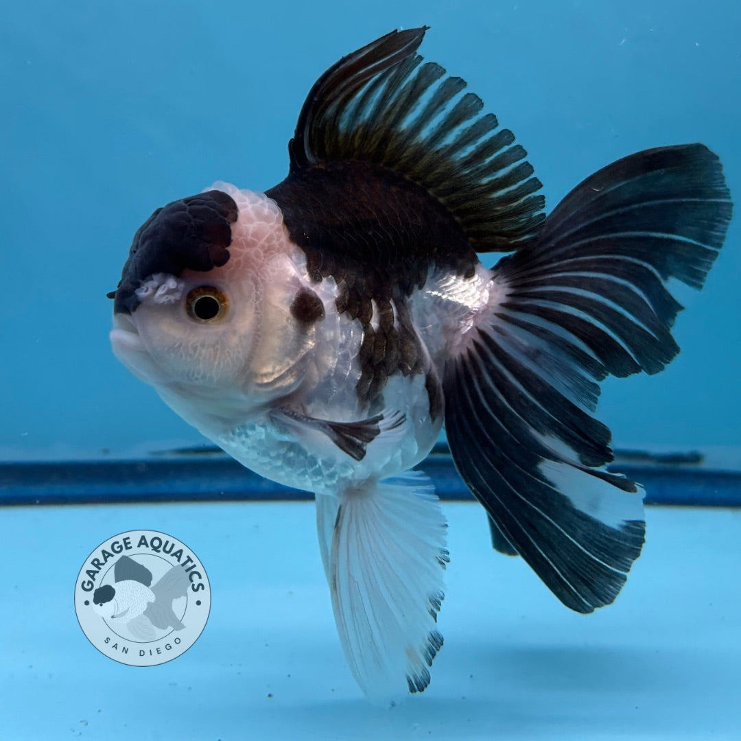 Grade AAA Thai Oranda Panda Rose Tail Strong Body Structure  3.5” Body Male 8 Months (JC-008)