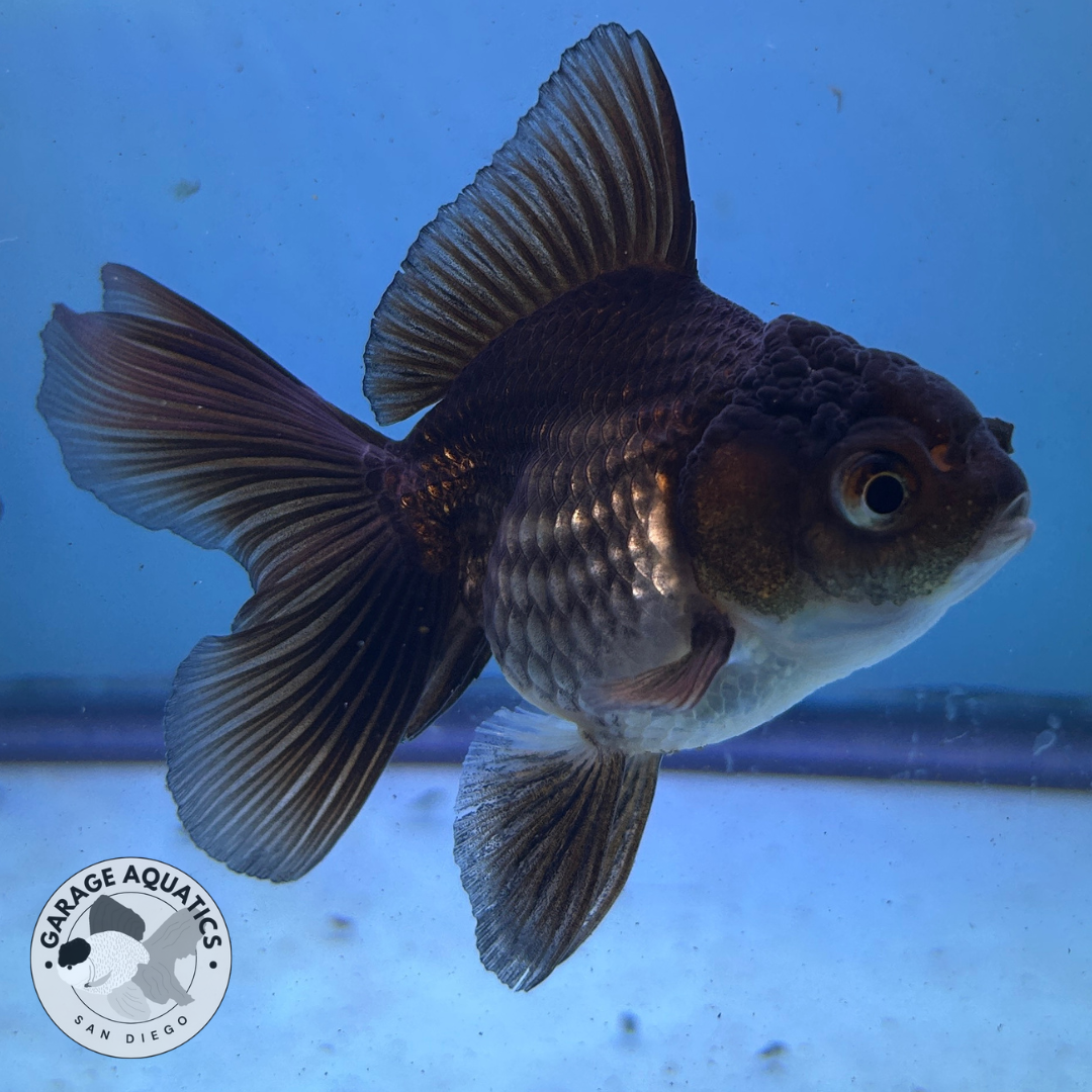 Live Premium Fancy Goldfish Thai Oranda Black 2.5" Body (JC-085) R1C02