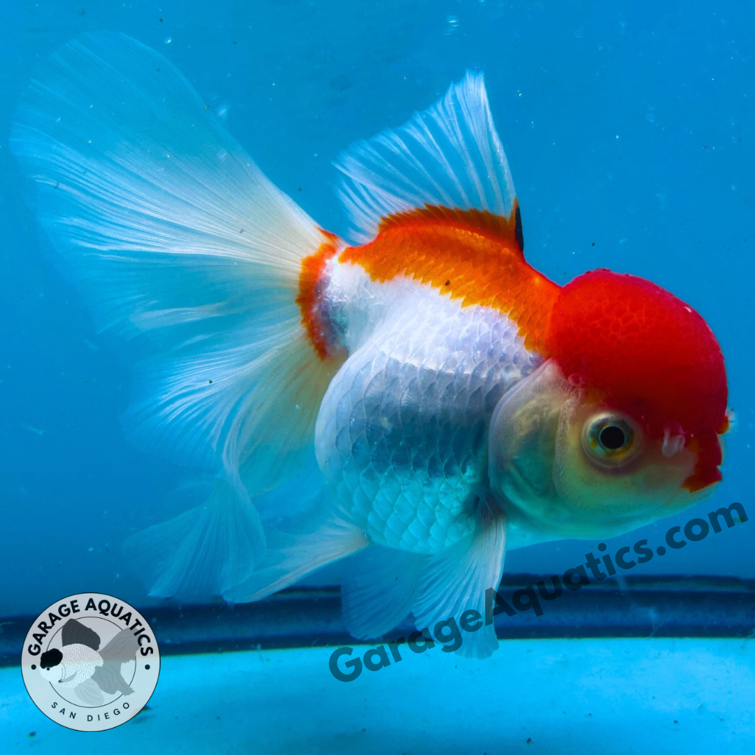 Live Premium Fancy Goldfish Thai Oranda Red Cap 4” body Female 8 Months (JC-107) Show Tank