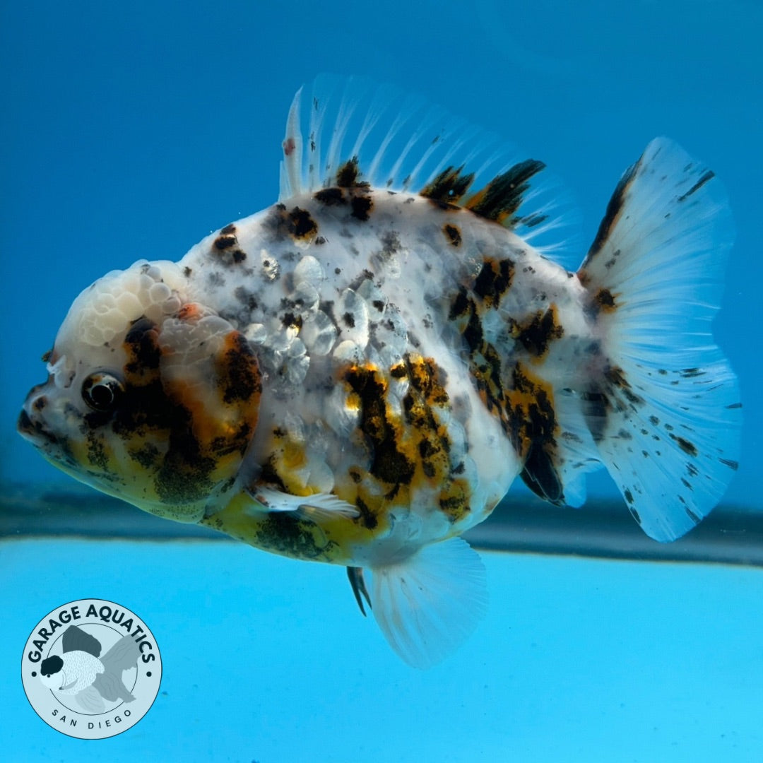 NK Thailand Thai Oranda Short Tail White Tiger Calico 4” Body Female (JC-028) R1C4 (FREE 2 DAY SHIPPING)