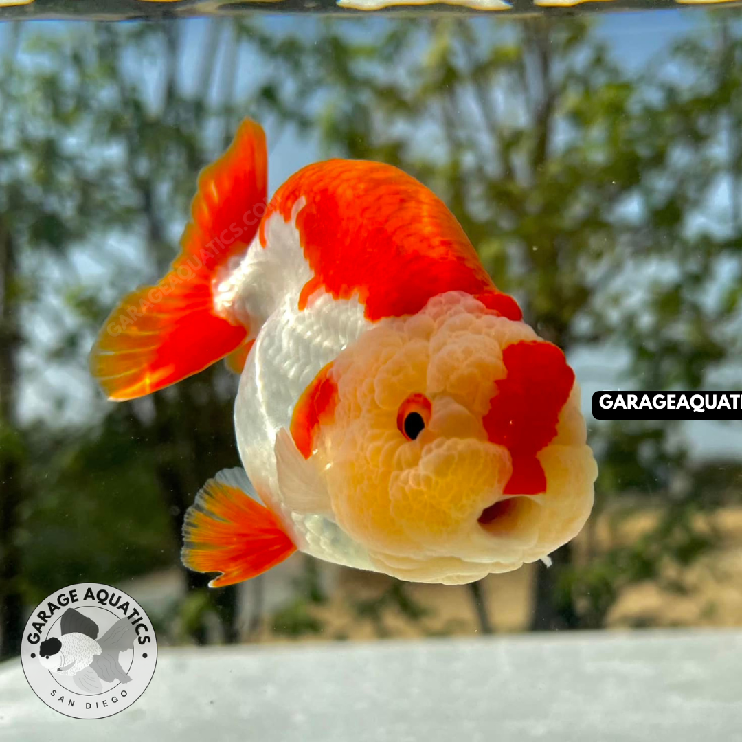 Live Premium Fancy Goldfish Thai Lionchu Red & White Our Choice (Direct From Farm)