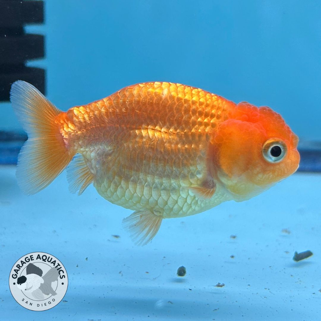 Thai Ranchu Red Male 2” Body 3 Months (JC-019)