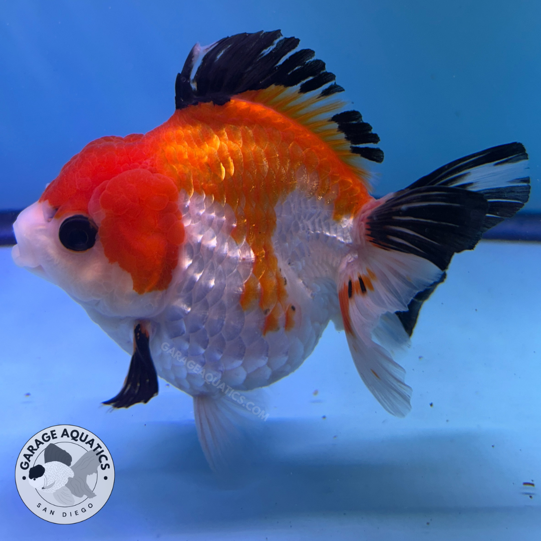 Live Premium Fancy Goldfish Thai Yuanbao Oranda Tri-Color Giant Breed Short-Tail Male 3.5” Body 8 Months (JC-078)