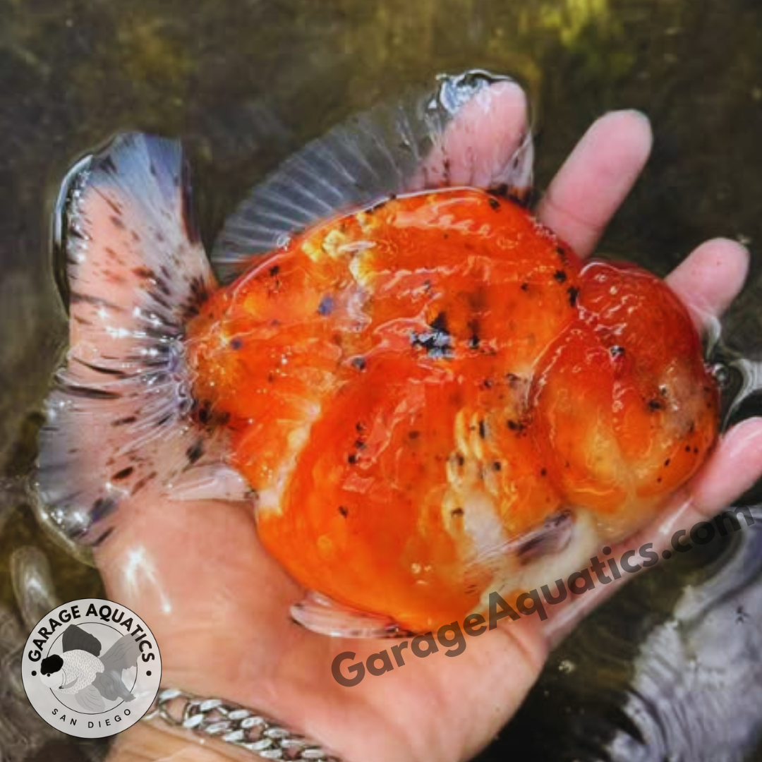 Live Premium Fancy Goldfish Thai Yuanbao Oranda 3" Body Calico Color (Our Choice)