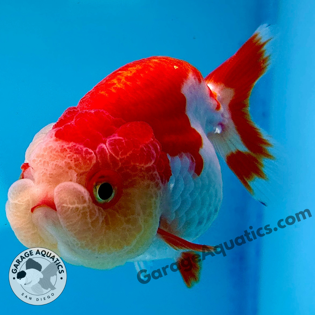 Live Premium Fancy Goldfish Thai Buffalo Ranchu Red & White 3" Body 6 Months (JC-099) R1C03