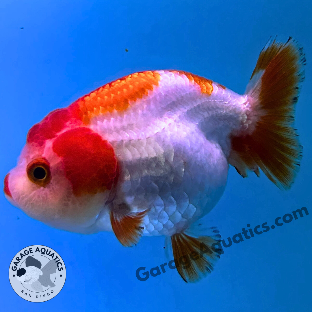 Live Premium Fancy Goldfish Thai Ranchu Red & White 3" Body 6 Months (JC-102) R1C03