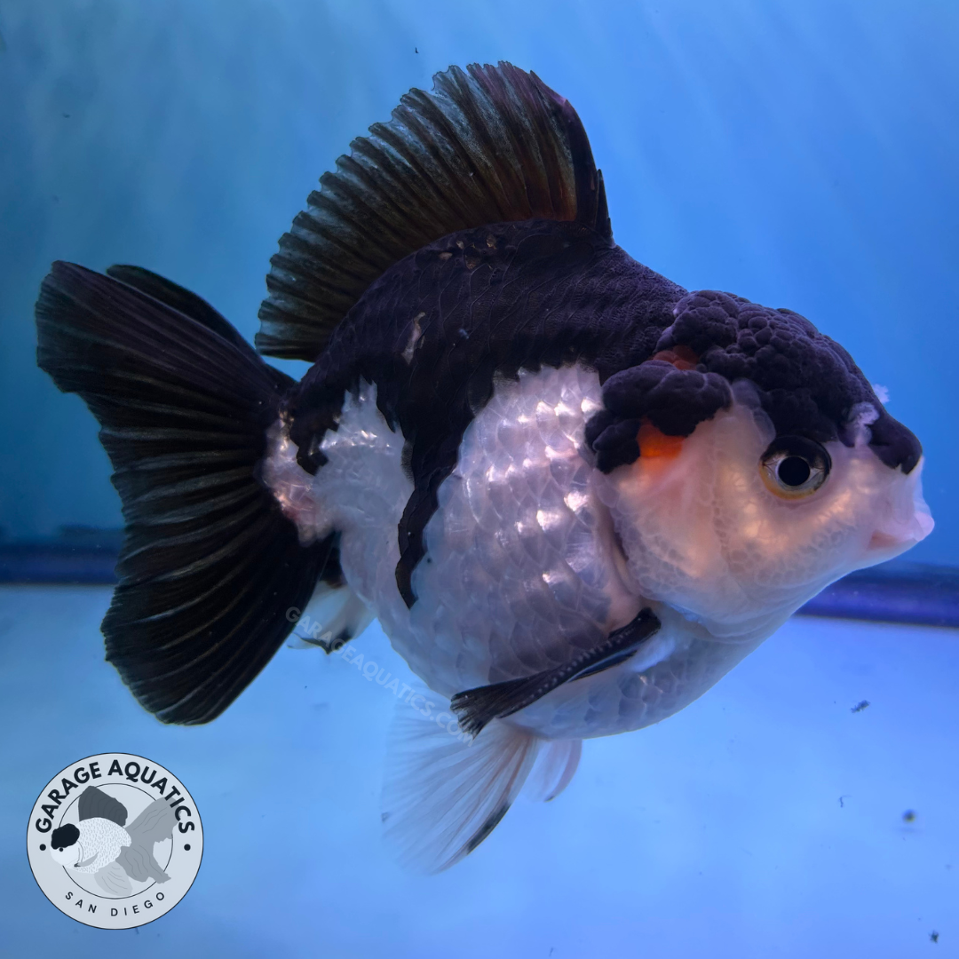 Live Premium Fancy Goldfish Thai Yuanbao Oranda Panda Giant Breed Short-Tail Male 3.5” Body 8 Months (JC-077)