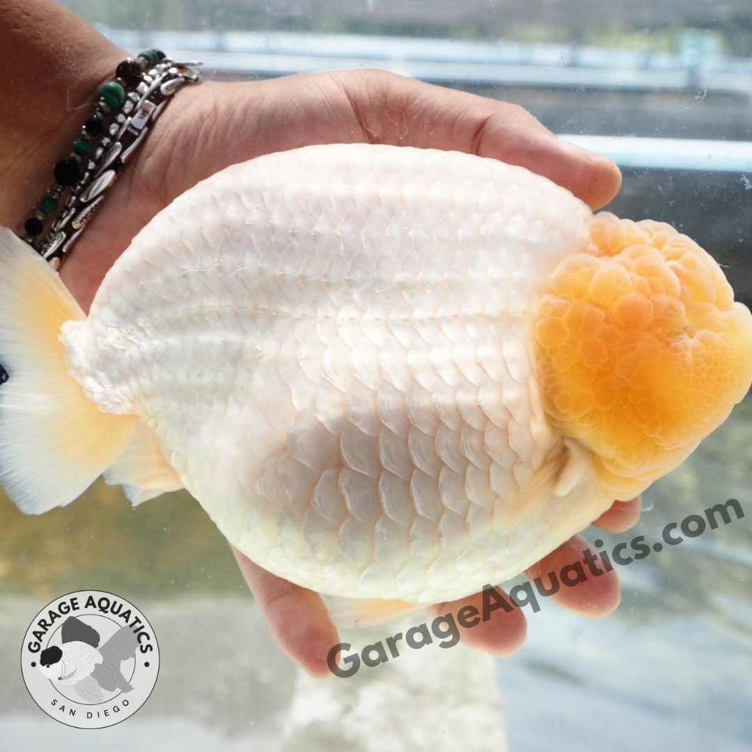 Live Premium Fancy Goldfish Thai Lionchu White (Our Choice)