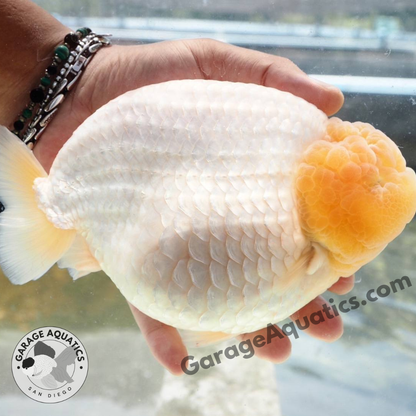Live Premium Fancy Goldfish Thai Lionchu White (Our Choice)