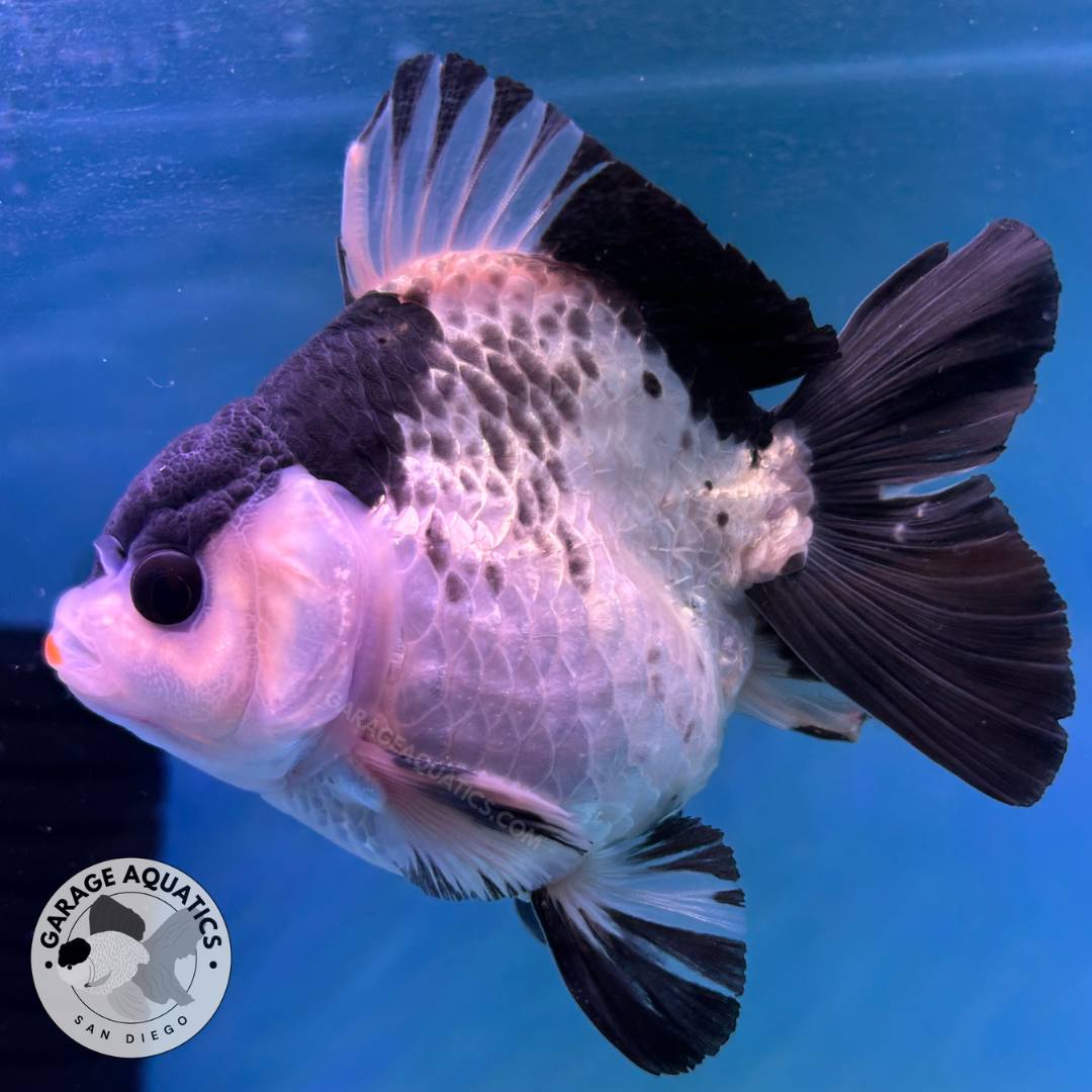 Live Premium Fancy Goldfish Thai Yuanbao Oranda Panda Giant Breed Short-Tail Male 3.5” Body 8 Months (JC-076)