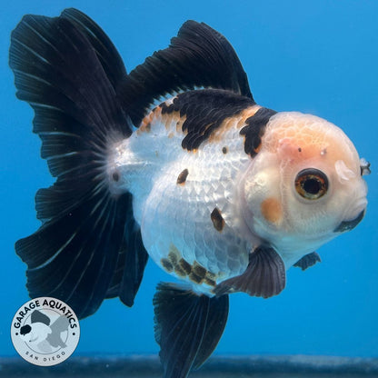 Thai Oranda Panda 3.5” Body Male 8 Months (JC-032) R1A5