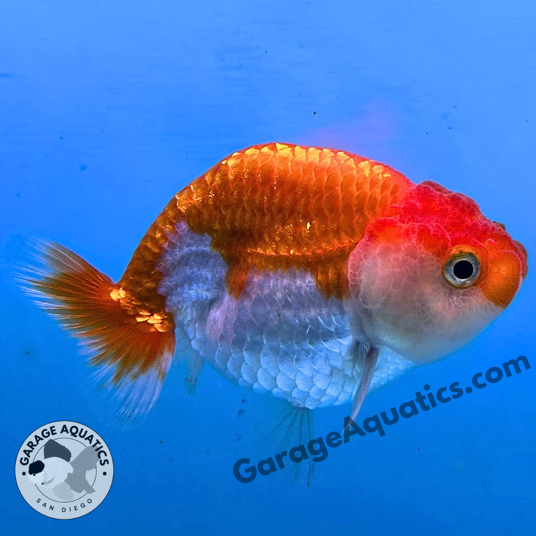 Live Premium Fancy Goldfish Thai Ranchu Red & White 3" Body 6 Months (JC-103) R1C03