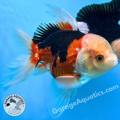 Live Premium Fancy Goldfish Thai Oranda Tri-Color 3” body Male 6 Months (JC-111) R1C03