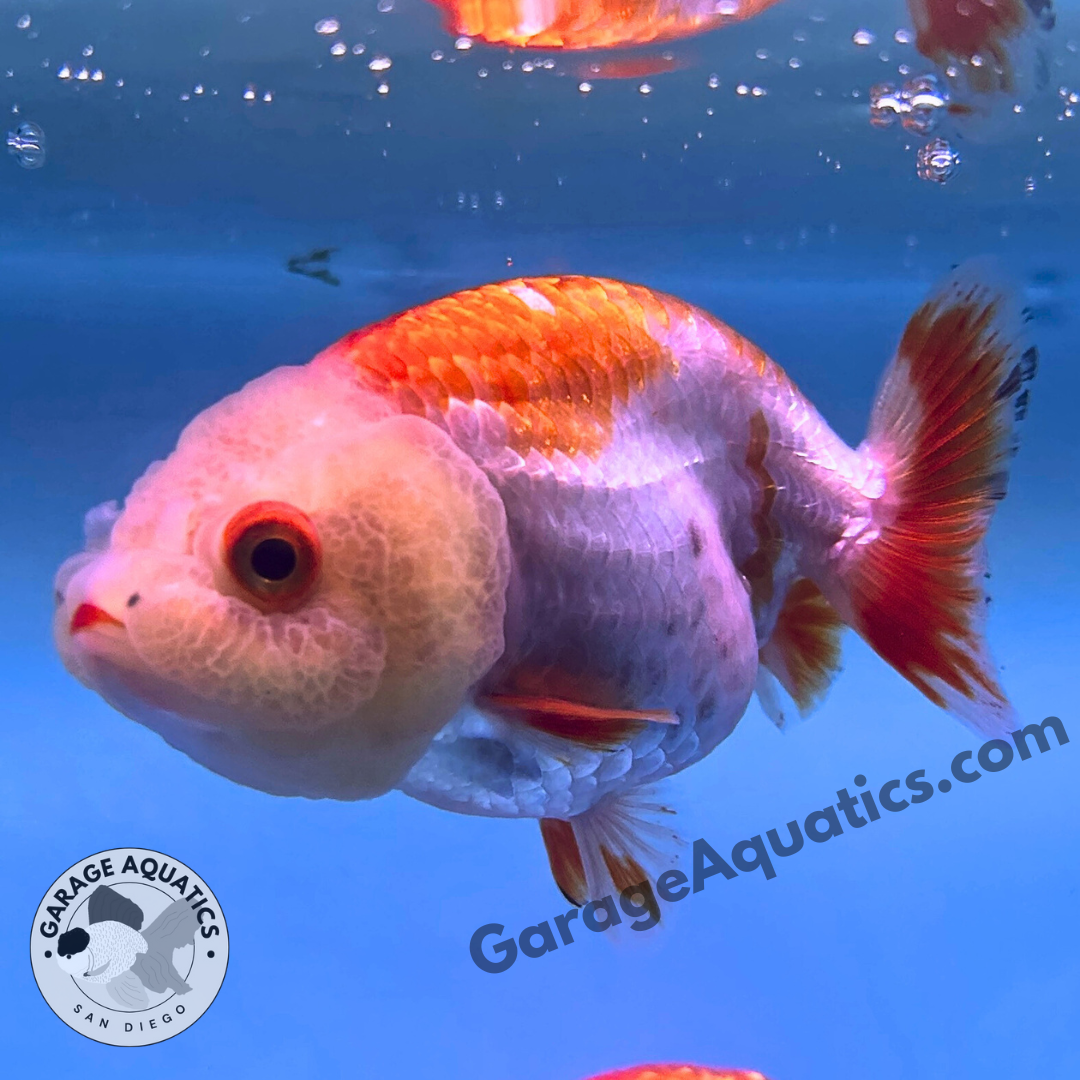 Live Premium Fancy Goldfish Thai Ranchu Red & White 3" Body 6 Months (JC-101) R1C03