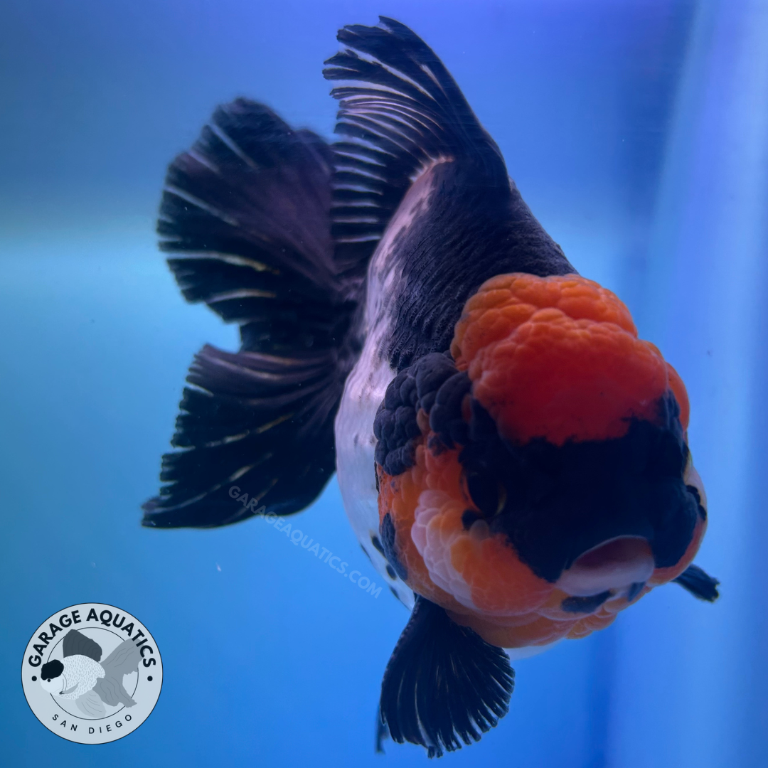 Live Premium Fancy Goldfish Thai Yuanbao Oranda Tri-Color Giant Breed Short-Tail Male 3.5” Body 8 Months (JC-079)