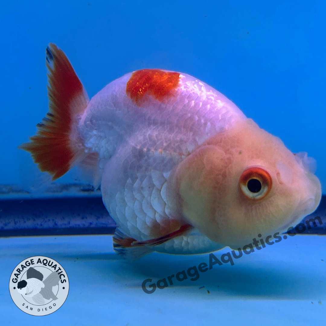 Live Premium Fancy Goldfish Thai Ranchu Red & White 3" Body 6 Months (JC-100) R1C03