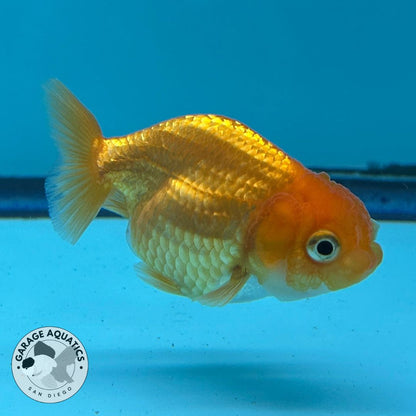 Thai Ranchu Red Male 2” Body 3 Months(JC-017)