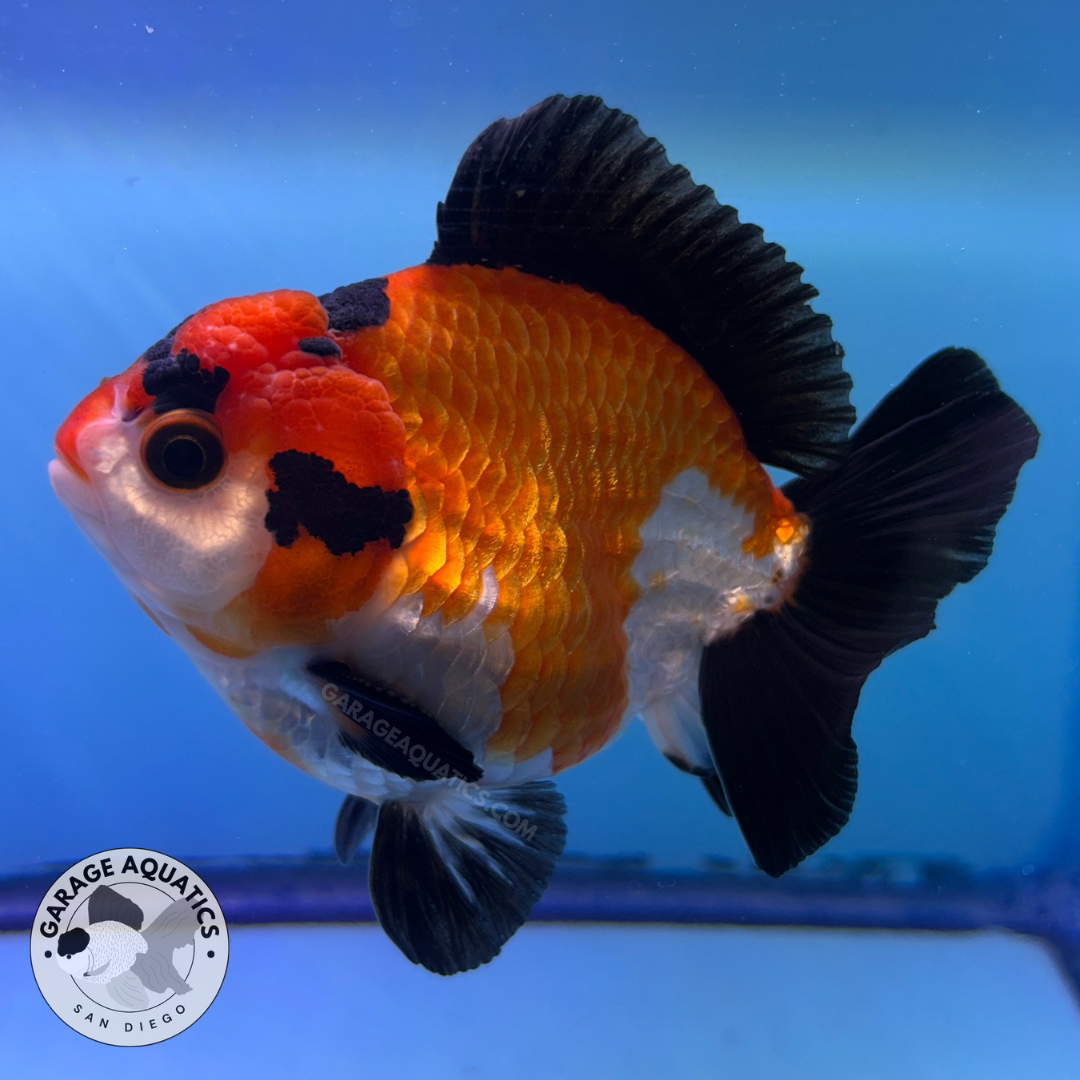 Live Premium Fancy Goldfish Thai Yuanbao Oranda Tri-Color Giant Breed Short-Tail Male 3.5” Body 8 Months (JC-075)