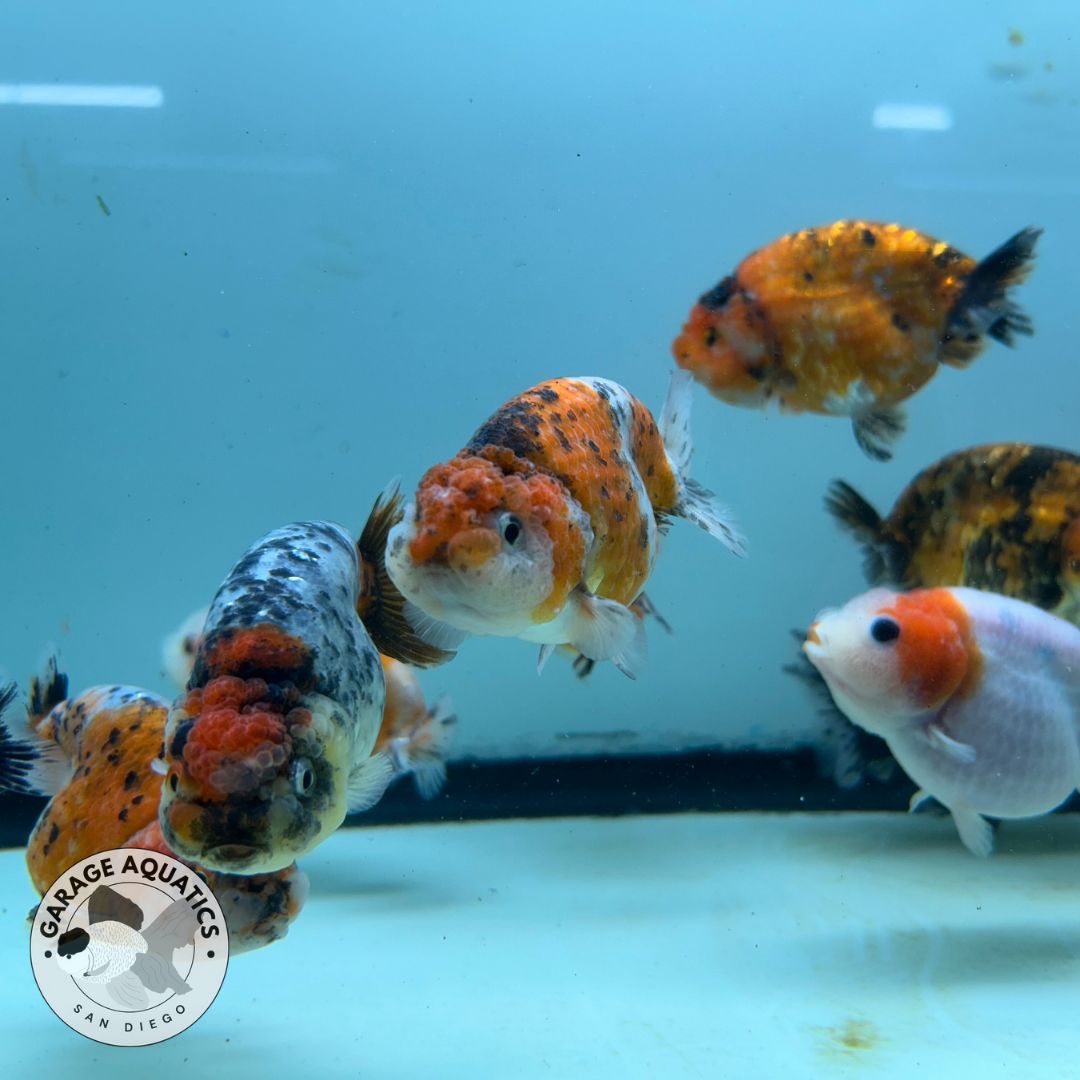 Live Fancy Goldfish Thai Ranchu Tiger Calico 3"-3.5" Body Ready to Ship (OUR CHOICE)