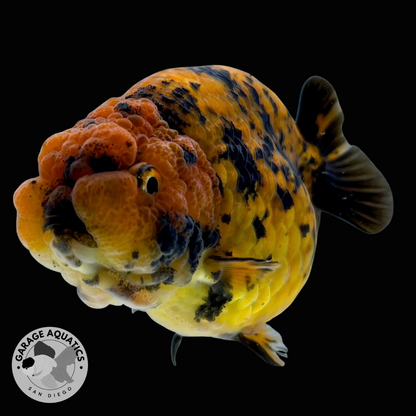 Live Premium Fancy Goldfish Red Tiger Giant Structure Ranchu Our Choice (Direct from Farm)