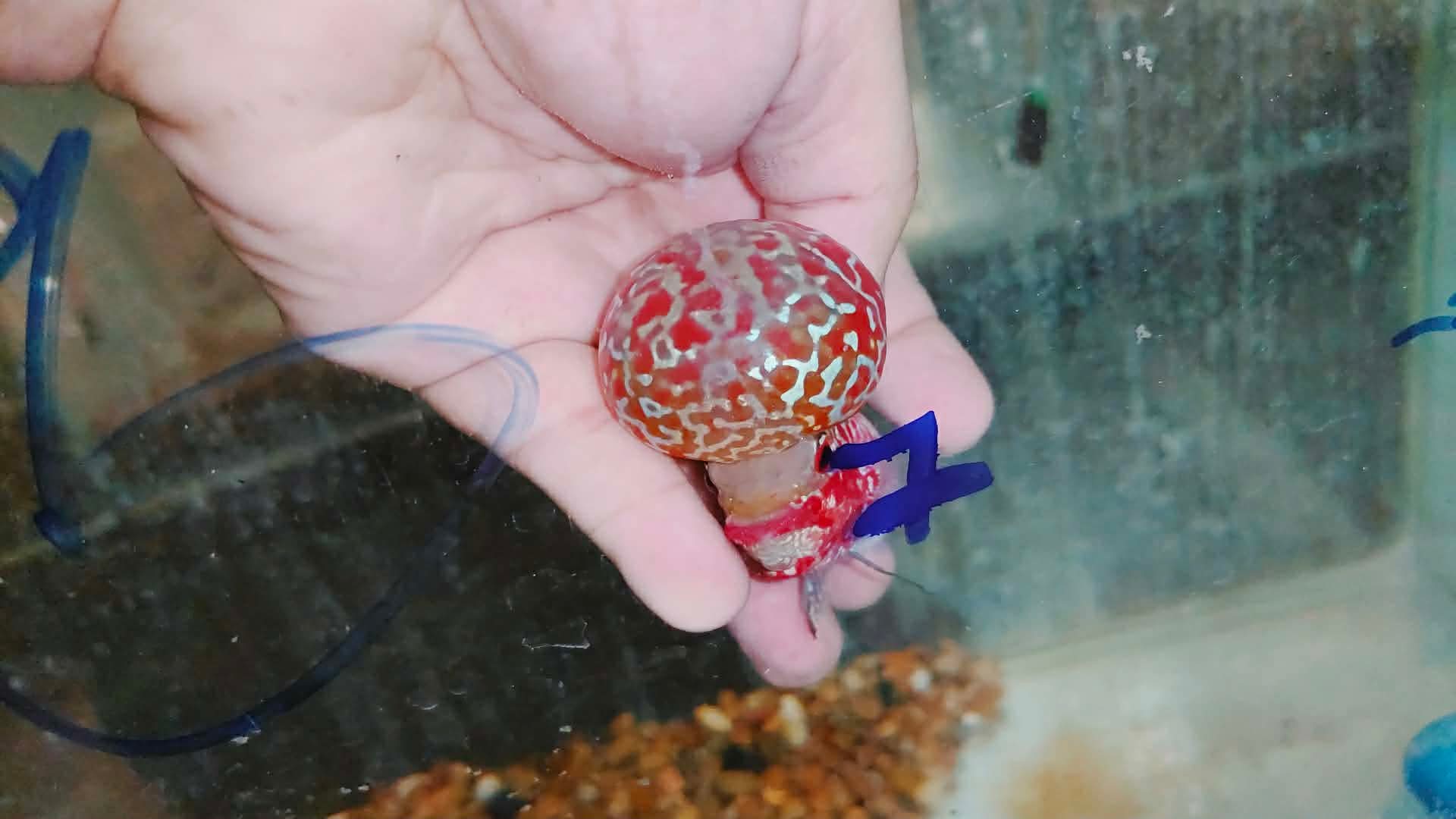 Super Red Dragon Flowerhorn MALE 4" inch MONSTER KOK (SRD-028)