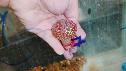 Super Red Dragon Flowerhorn MALE 4" inch MONSTER KOK (SRD-028)