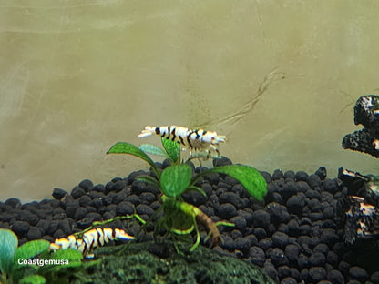 Live Freshwater Aquarium Shrimp Black Fancy Tiger A/S Grade Shrimp (Caridina)