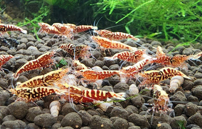 Live Freshwater Aquarium Shrimp Red Galaxy Pinto (Caridina)