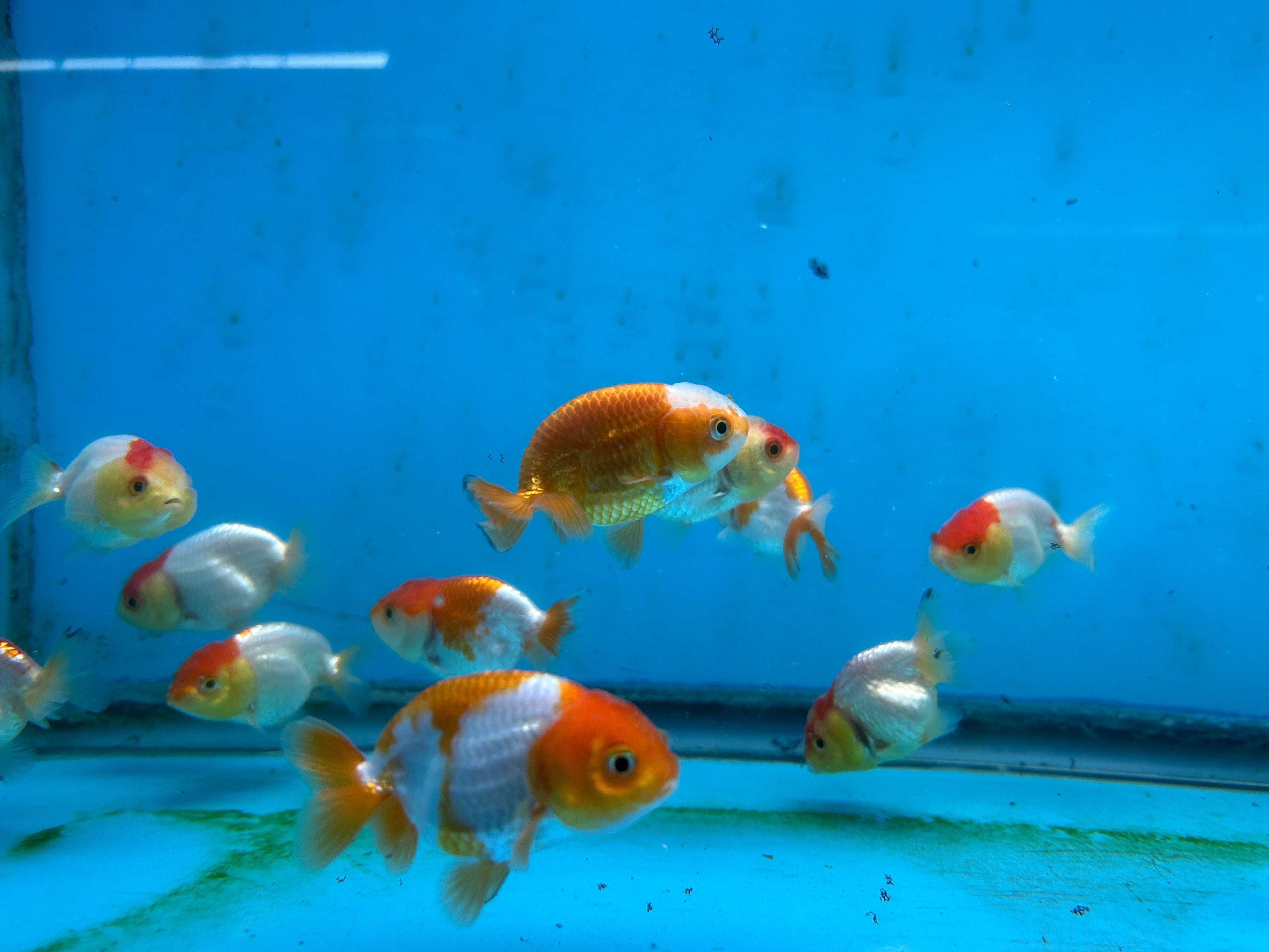 Live Fancy Goldfish Premium Select A Grade Our Choice Mix Color Ranchu 1.5"~2" Inch (JC)