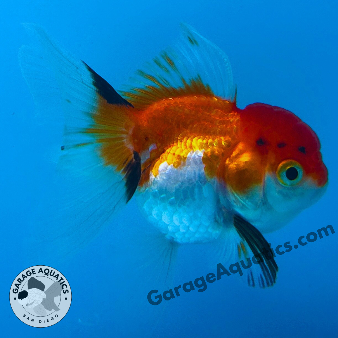 Live Premium Fancy Goldfish Thai Oranda Tri-Color 2" Body 3 Months (JC-106) R1C02