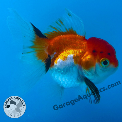 Live Premium Fancy Goldfish Thai Oranda Tri-Color 2" Body 3 Months (JC-106) R1C02