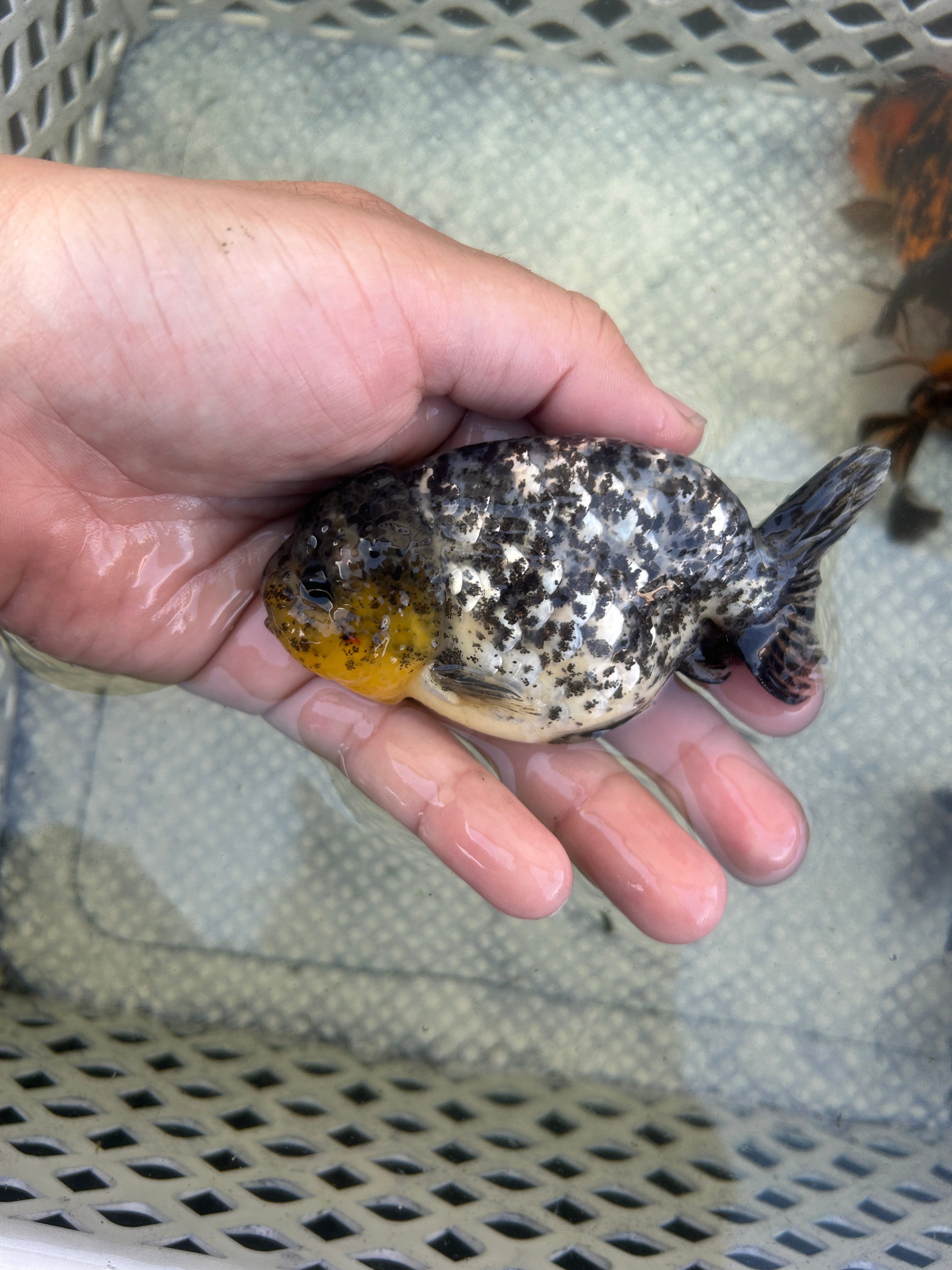 Live Premium Fancy Goldfish Thai Lionchu White Tiger 3.5” body Male 7 Months (JC-148) BlackTub#2