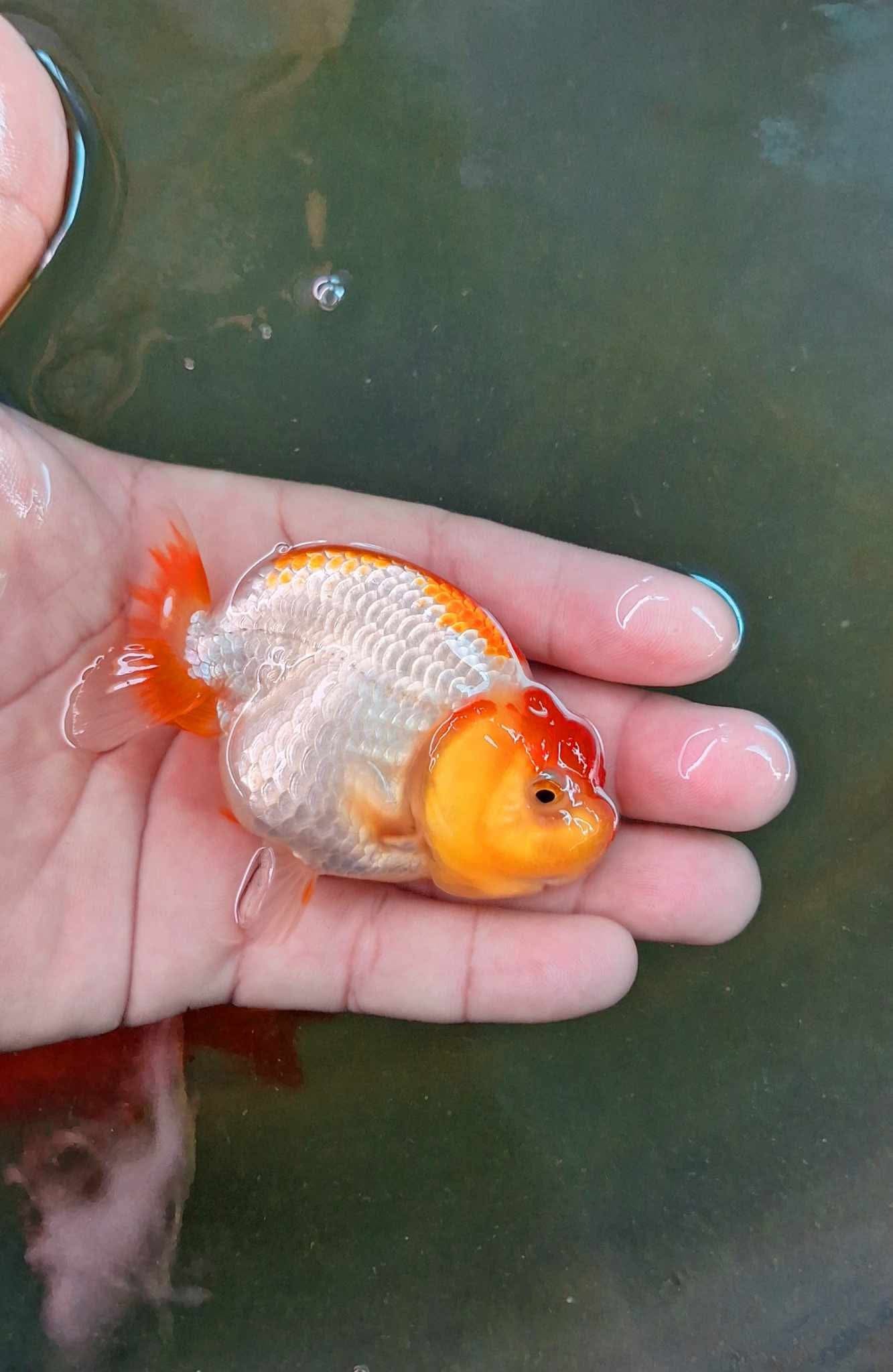 Live Fancy Premium Goldfish Thai Ranchu Red & White 3” Body 7 Months Direct From Farm (Our Choice)