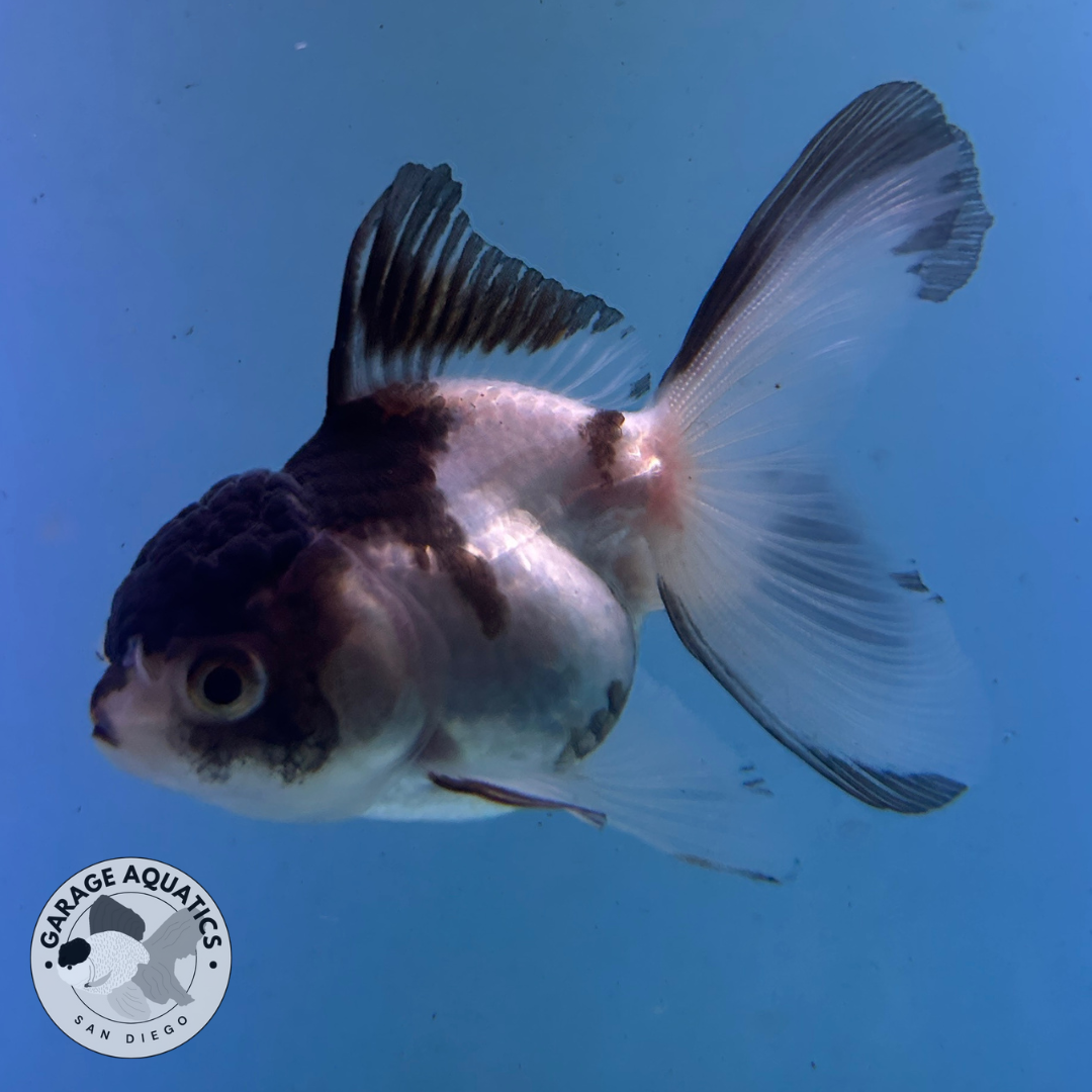 Live Premium Fancy Goldfish Thai Oranda Panda 2.5" Body (JC-084) R1C02