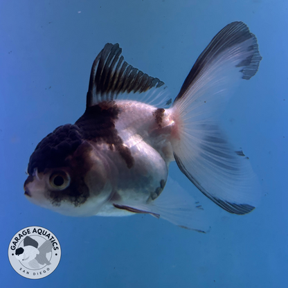 Live Premium Fancy Goldfish Thai Oranda Panda 2.5" Body (JC-084) R1C02
