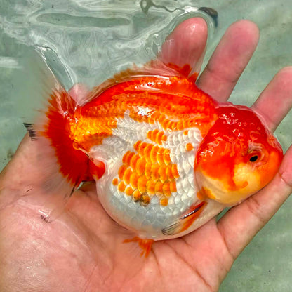 Thai Jumbo Red White Oranda Orchid Tail 4.50 inch Body (NPC-101)