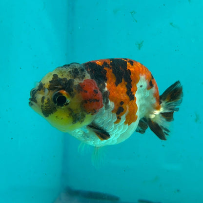 Live Premium Fancy Goldfish Thai Short Tail Lionchu Red Tiger Calico 3" Male Body (DON-007)