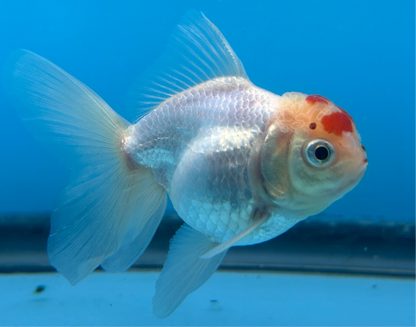 Thai Oranda Red & White Cap 2.5” Body Male 4 Months (JC-012)