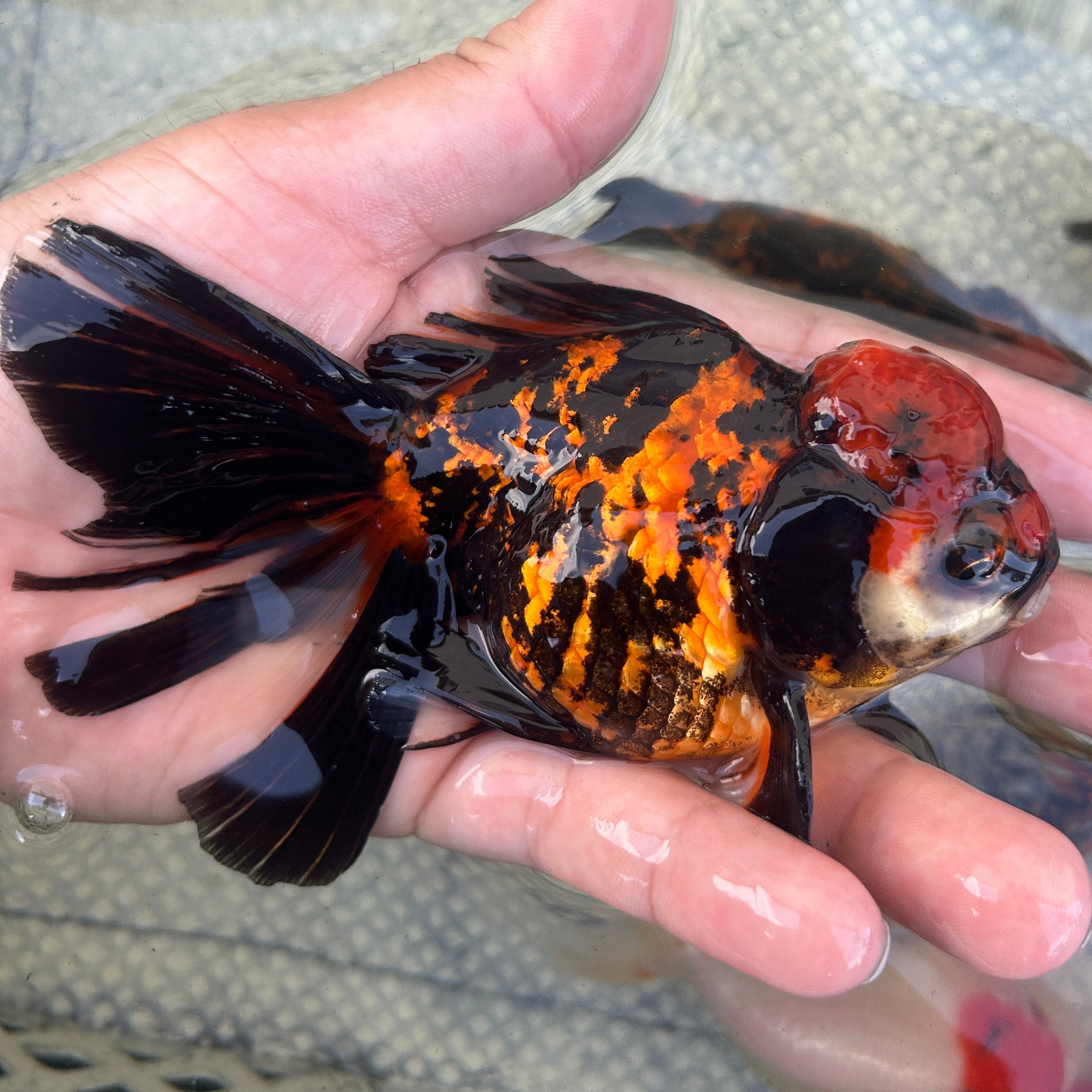 Live Premium Fancy Goldfish Thai Oranda Red Tiger 3.5” body Male 7 Months (JC-147) BlackTub#2