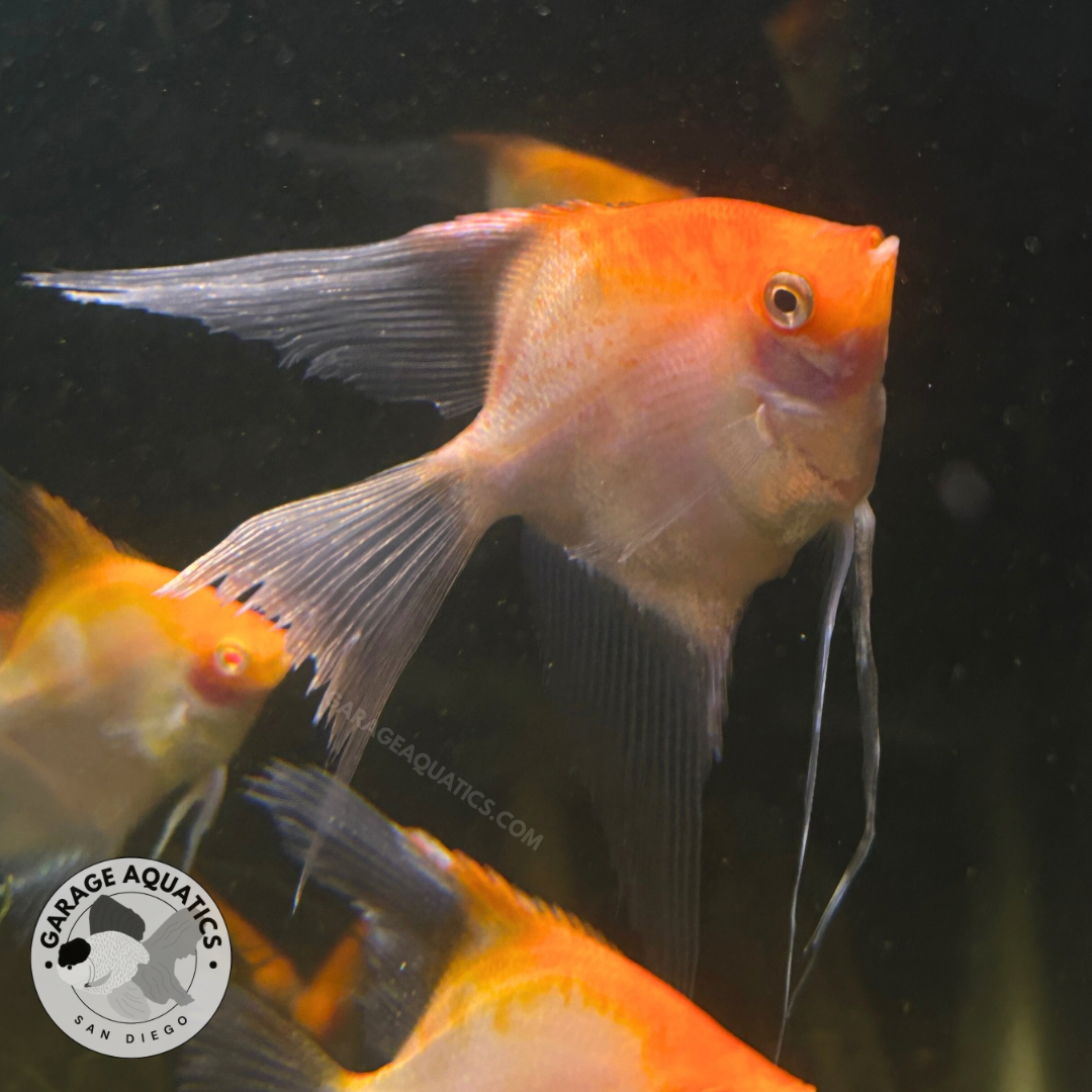 Live Fancy Fish – Sunset Longfin Angelfish – Rare Line-Bred Pterophyllum Scalare – Direct From Farm
