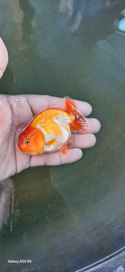 Live Fancy Premium Goldfish Thai Ranchu Red & White 3” Body 7 Months Direct From Farm (Our Choice)