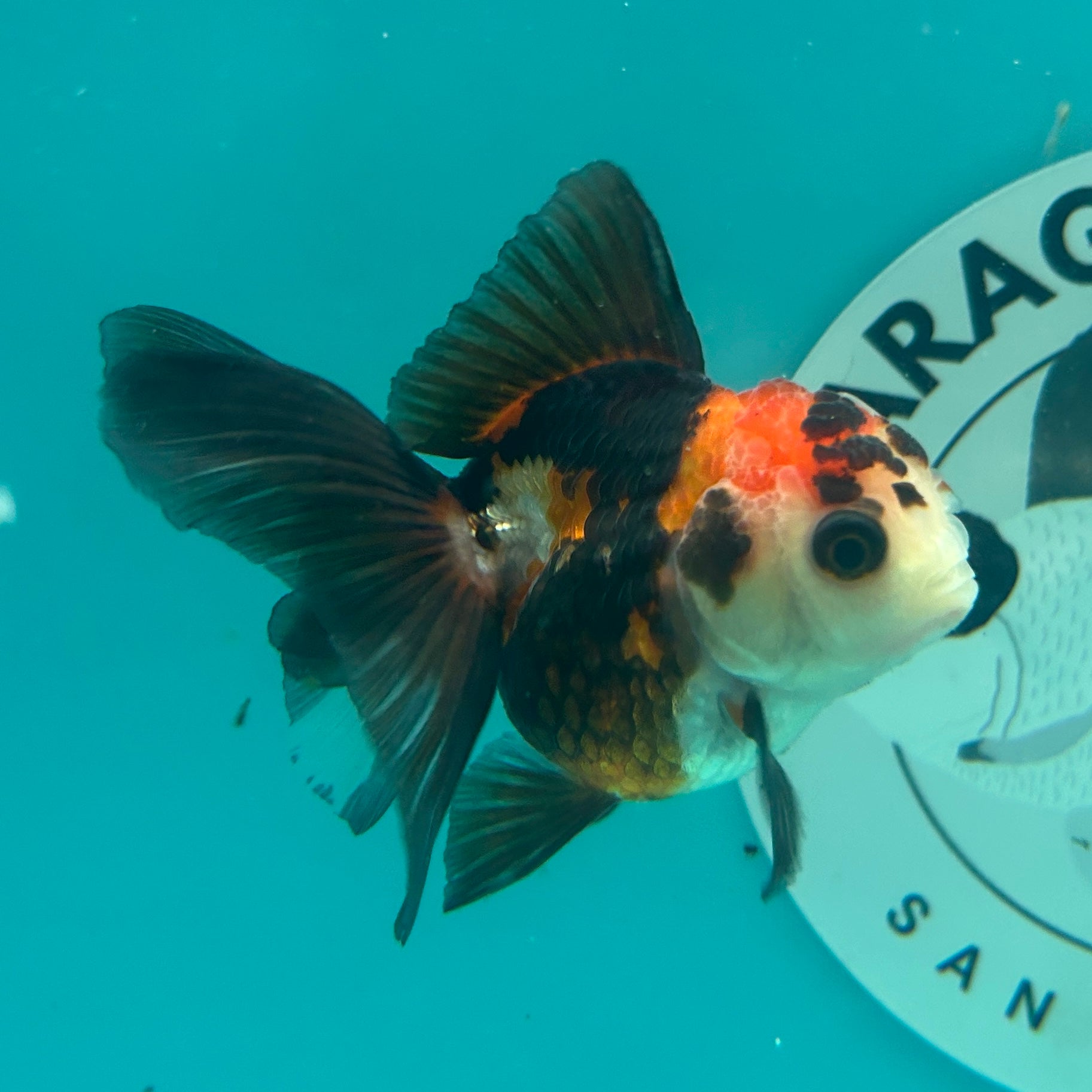 Live Premium Fancy Goldfish Thai Oranda Tri-Color Button Eye 2.5" Male Body (SAK-002)