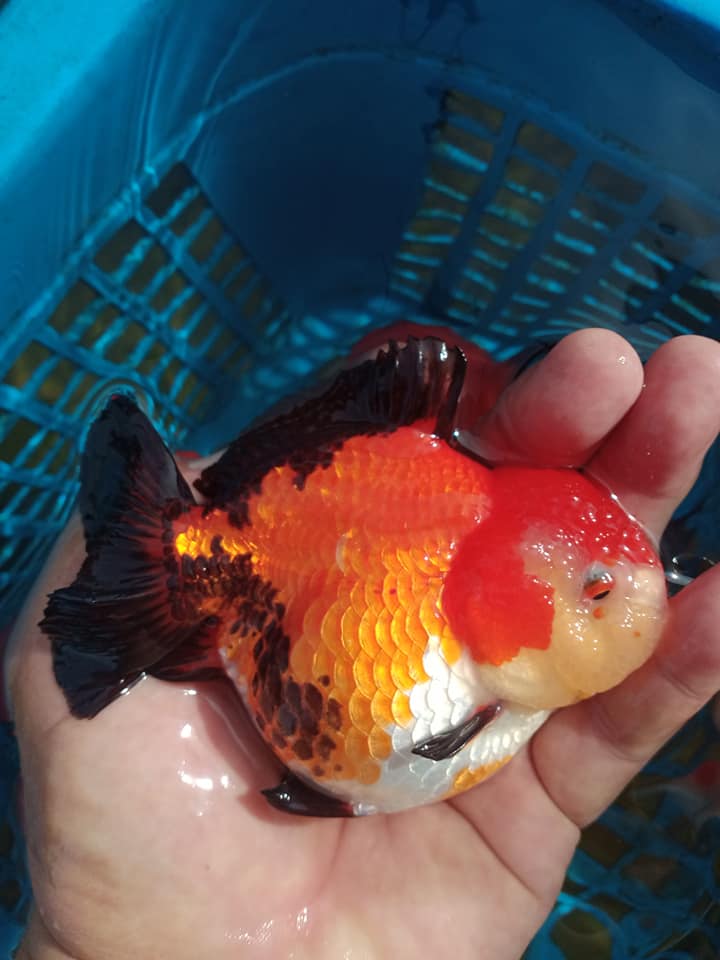 Thai Oranda Short Tail 3"-4" Body Apache Direct From Farm (OUR CHOICE)