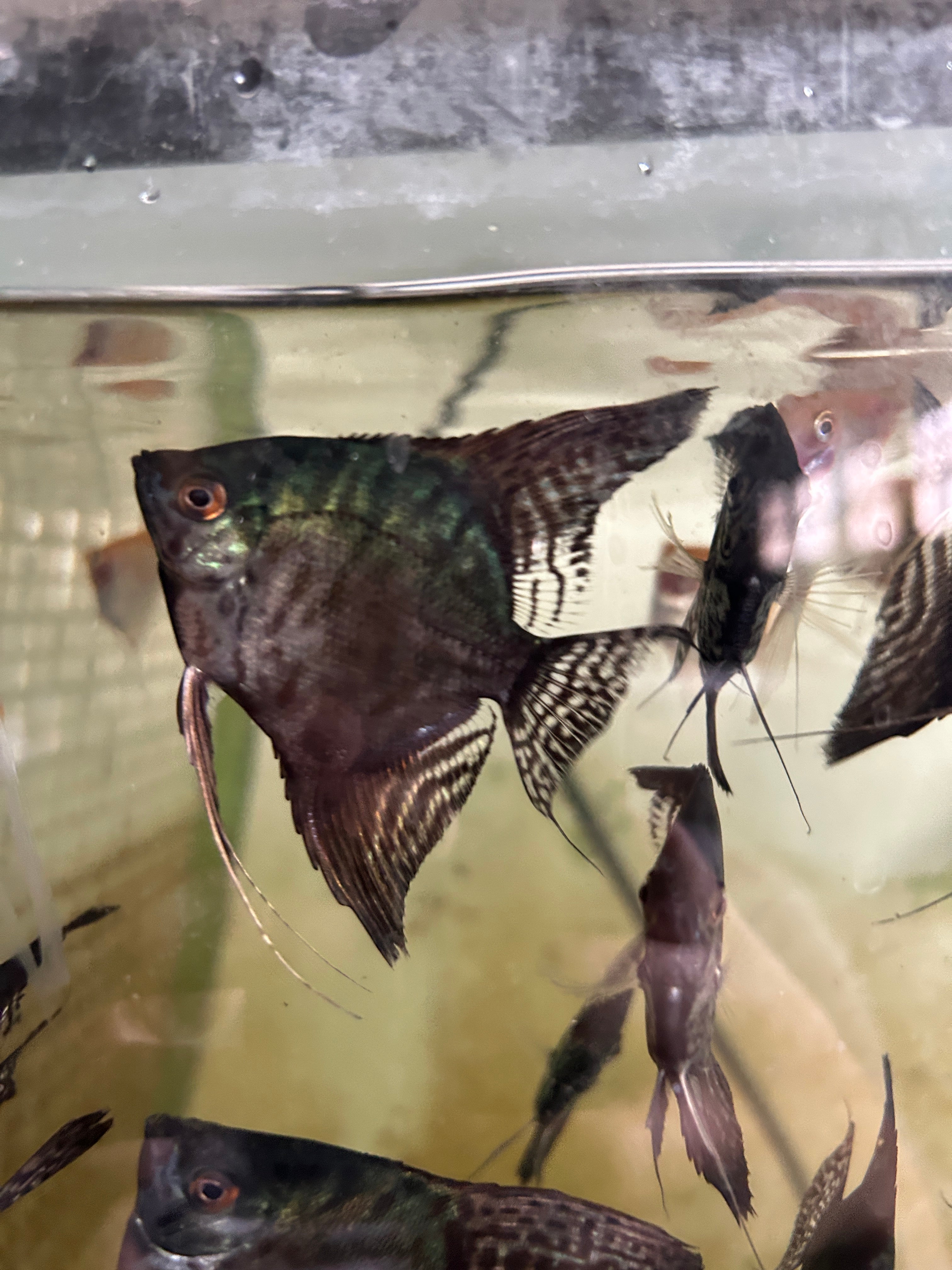 Live Fancy Fish – Pinoy Leopard Angelfish VIP Grade – Direct From Farm